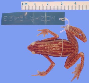 Media type: image; Herpetology A-2423